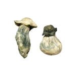 Albino-Penis-Neid-Zauberpilze