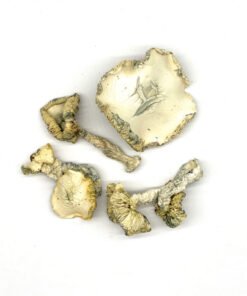 Albino Huautla Zauberpilze
