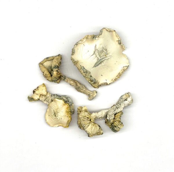 Albino Huautla Zauberpilze