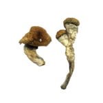 Amazonische Zauberpilze