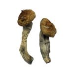 Amazonische Zauberpilze
