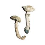 Averys Albino-Zauberpilze
