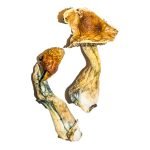 B+ Zauberpilze