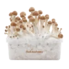 B+ XP Pilzzuchtset von FreshMushrooms®