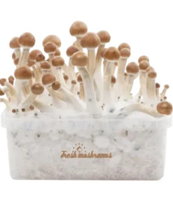 B+ XP Pilzzuchtset von FreshMushrooms®