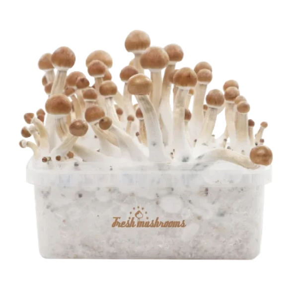 B+ XP Pilzzuchtset von FreshMushrooms®