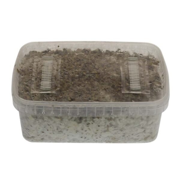 B+ Magic Mushrooms Grow Kit XL GetMagic