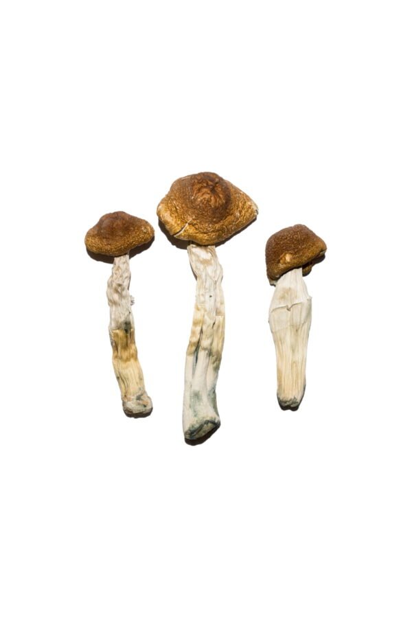 Brasilianische Zauberpilze