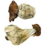 Dino-Ei-Zauberpilze