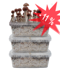 Drei Magic Mushroom Growkits im Sonderangebot