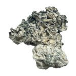 Besondere „Half Oz“-Zauberpilze