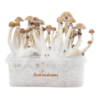 Fresh Mushrooms® Zauberpilz-Zuchtset Mexican XP