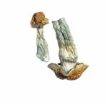 Goldene Penis-Neid-Zauberpilze