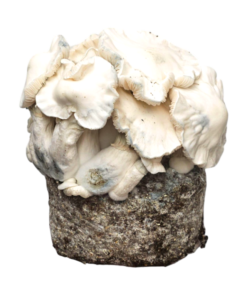 Jack Frost Pilz-Set – Philosophr®
