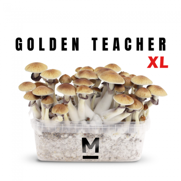 Zauberpilz-Zuchtset Golden Teacher XL von Mondo®