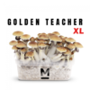Zauberpilz-Zuchtset Golden Teacher von Mondo®