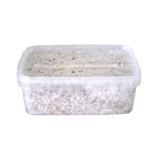 Magic Mushroom Grow Kit Colombia XP von FreshMushrooms®