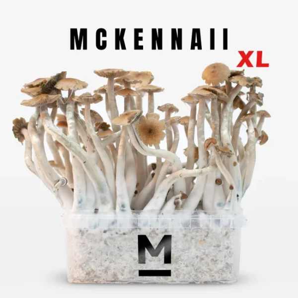 Zauberpilz-Zuchtset McKennaii XL von Mondo®