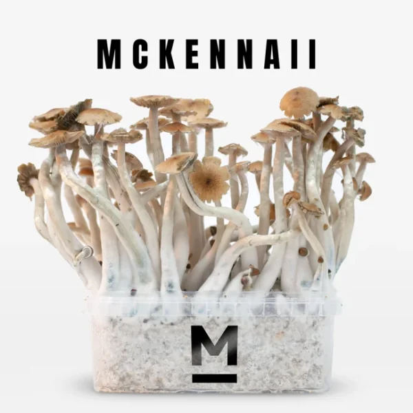 Zauberpilz-Zuchtset McKennaii von Mondo®