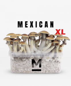 Zauberpilz-Zuchtset Mexican XL von Mondo®