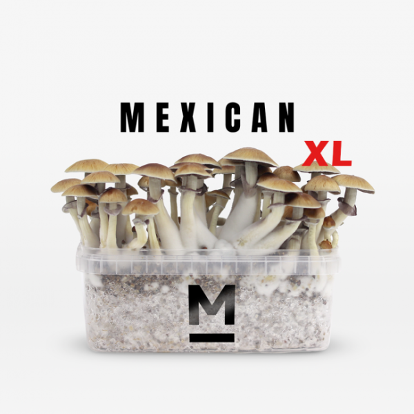 Zauberpilz-Zuchtset Mexican XL von Mondo®