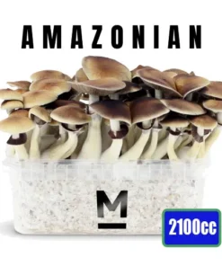 Zauberpilz-Zuchtset PES Amazonian XL von Mondo®