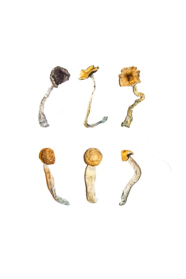 Magic Mushroom Probierset / Degustationsmenü