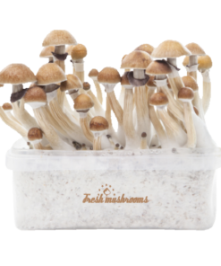 Zauberpilz-Zuchtset McKennaii XP von FreshMushrooms®
