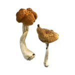 Malaysische Zauberpilze