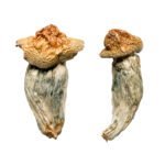 Melmac (Homestead Penis Envy) Zauberpilze