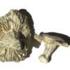 Phobos-Zauberpilze
