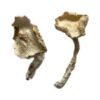 Stakz Magic Mushrooms