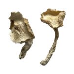 Stakz Magic Mushrooms