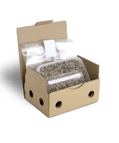 Steriles Zauberpilzsubstrat für p. Cubensis Extra Large