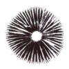Thai Ban Hua Psilocybe Cubensis Sporendruck