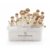 Zauberpilz-Zuchtset Ecuador XP von FreshMushrooms®