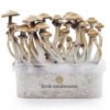 Magic Mushroom Grow Kit Golden Teacher XP von FreshMushrooms