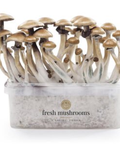 Magic Mushroom Grow Kit Golden Teacher XP von FreshMushrooms